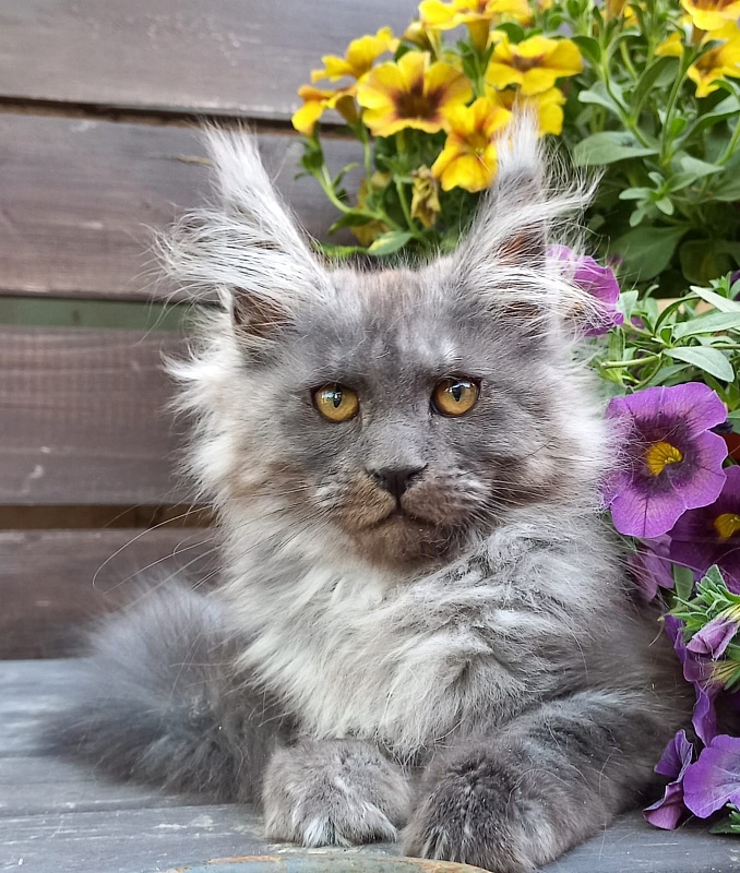 Whisser  Akbars - Kitten maine-coon 3 months 2.5 weeks