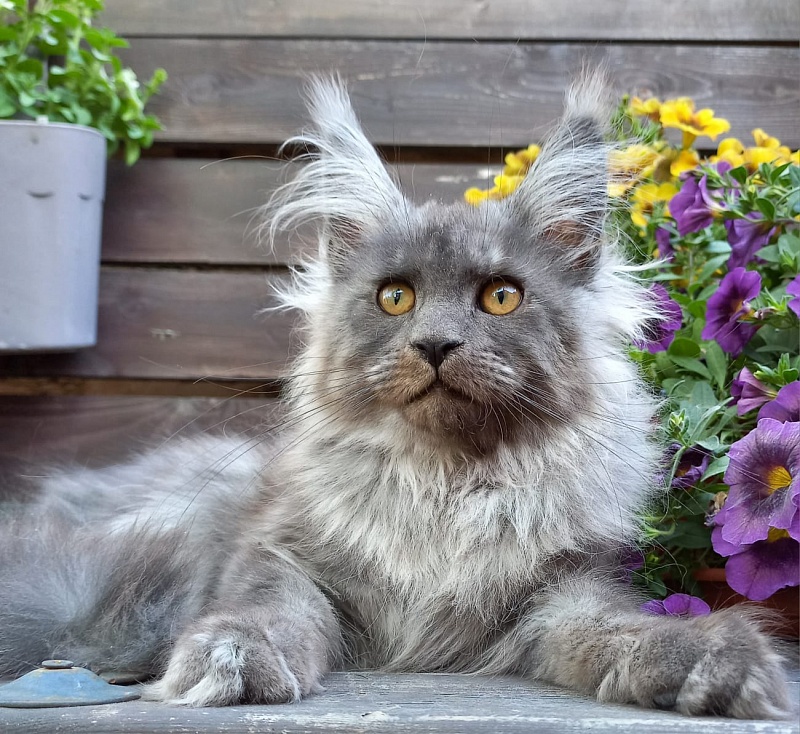 Whisser  Akbars - Kitten maine-coon 3 months 2.5 weeks