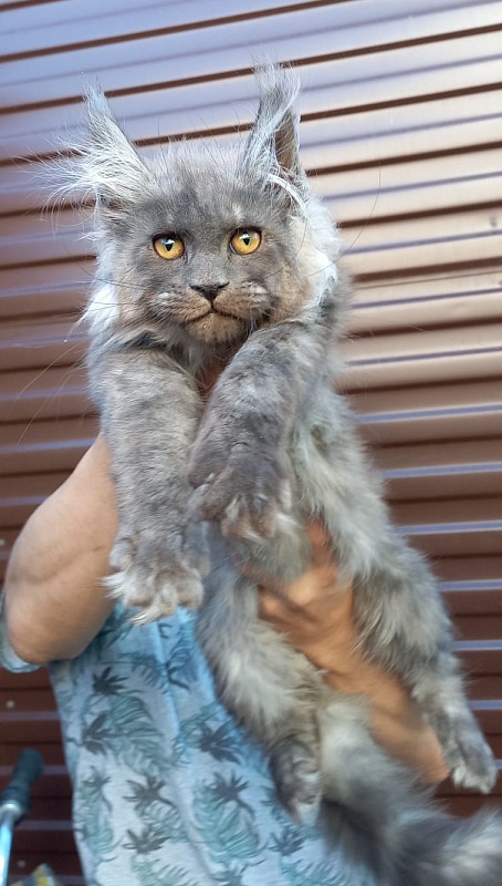 Whisser  Akbars - Kitten maine-coon 3 months 2.5 weeks
