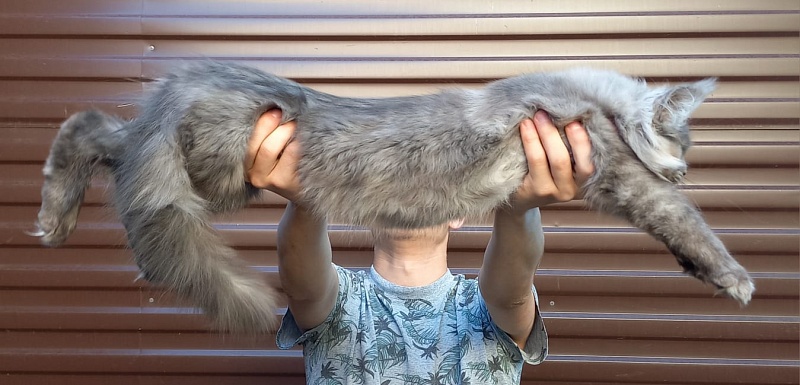 Whisser  Akbars - Kitten maine-coon 3 months 2.5 weeks