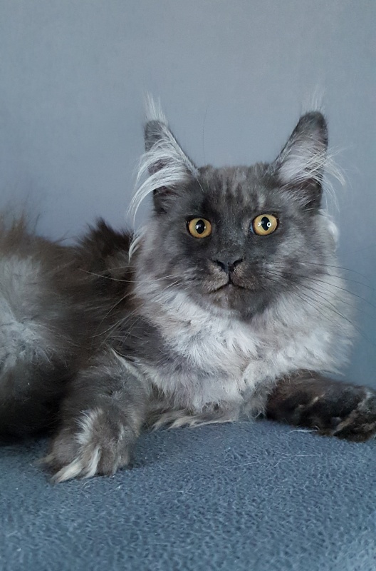 Whisser  Akbars - Kitten maine-coon 5 months 3 weeks