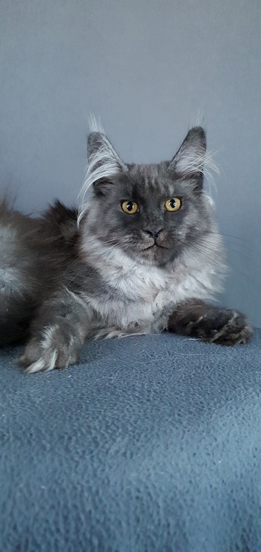 Whisser  Akbars - Kitten maine-coon 5 months 3 weeks