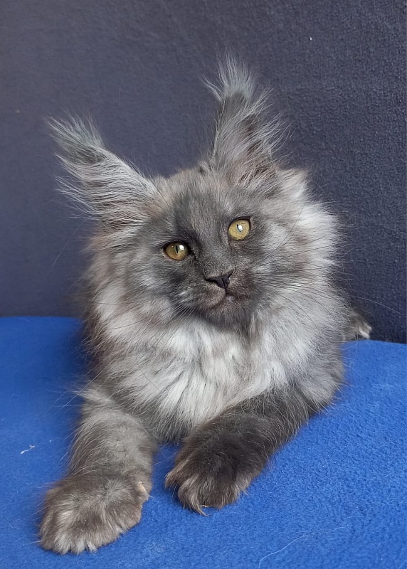 Whisser  Akbars - Kitten maine-coon 1 month 2 weeks