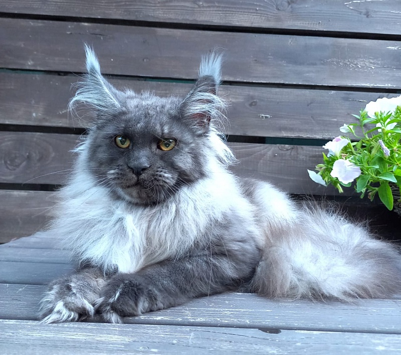 Whisser  Akbars - Kitten maine-coon 6 months 2.5 weeks