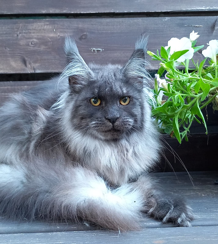 Whisser  Akbars - Kitten maine-coon 6 months 2.5 weeks