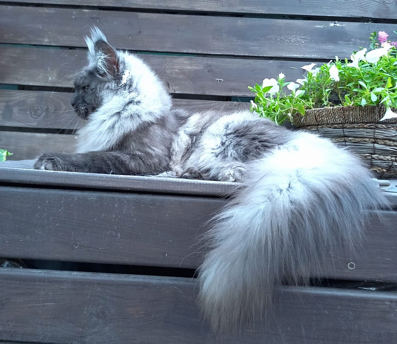 Whisser  Akbars - Kitten maine-coon 6 months 2.5 weeks