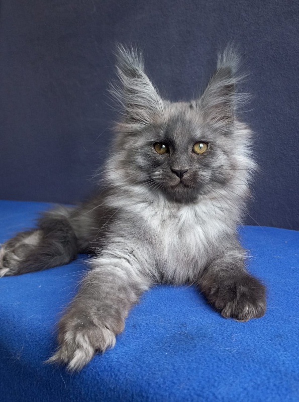 Whisser  Akbars - Kitten maine-coon 1 month 2 weeks