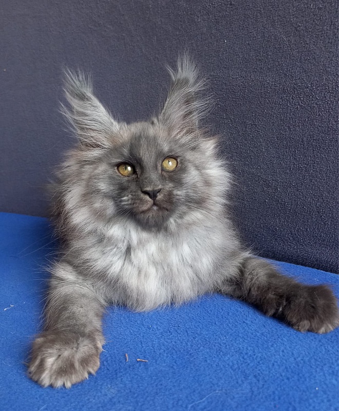 Whisser  Akbars - Kitten maine-coon 1 month 2 weeks