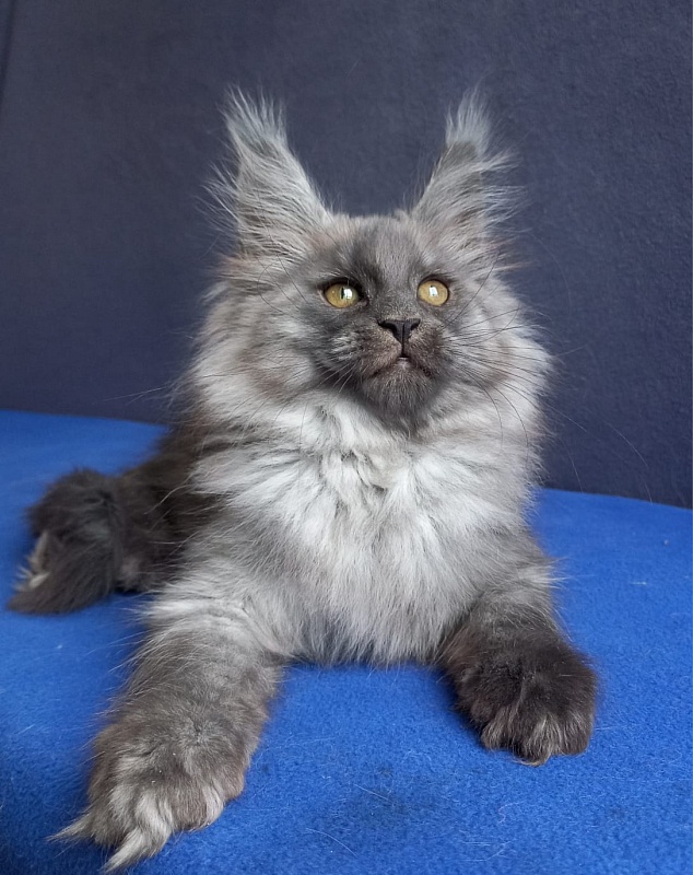 Whisser  Akbars - Kitten maine-coon 1 month 2 weeks