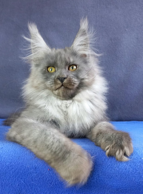 Whisser  Akbars - Kitten maine-coon 3 months