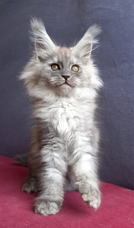 Wicca  Akbars - Kitten maine-coon 1 month 2 weeks