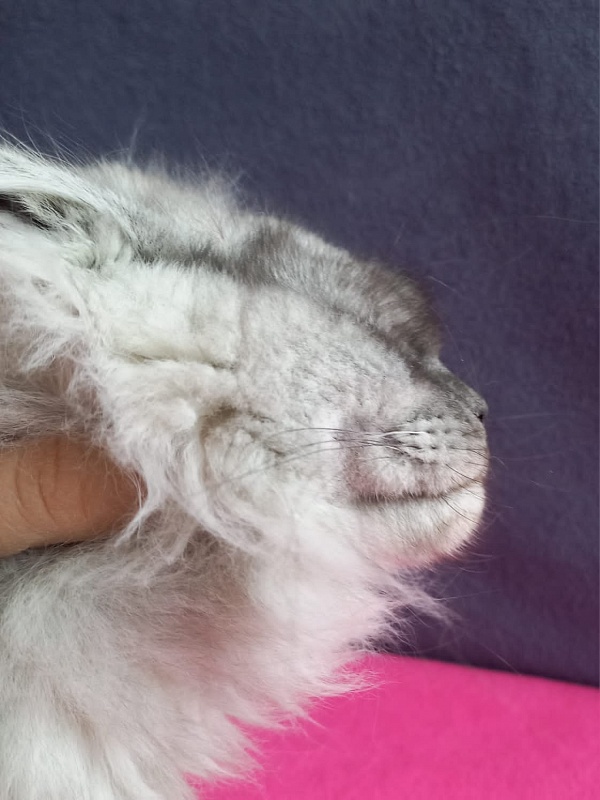 Wicca  Akbars - Kitten maine-coon 3 months