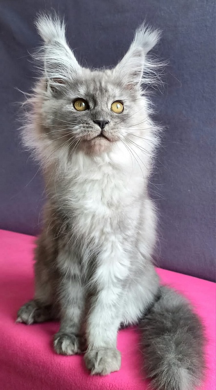 Wicca  Akbars - Kitten maine-coon 3 months