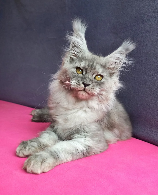 Wicca  Akbars - Kitten maine-coon 3 months