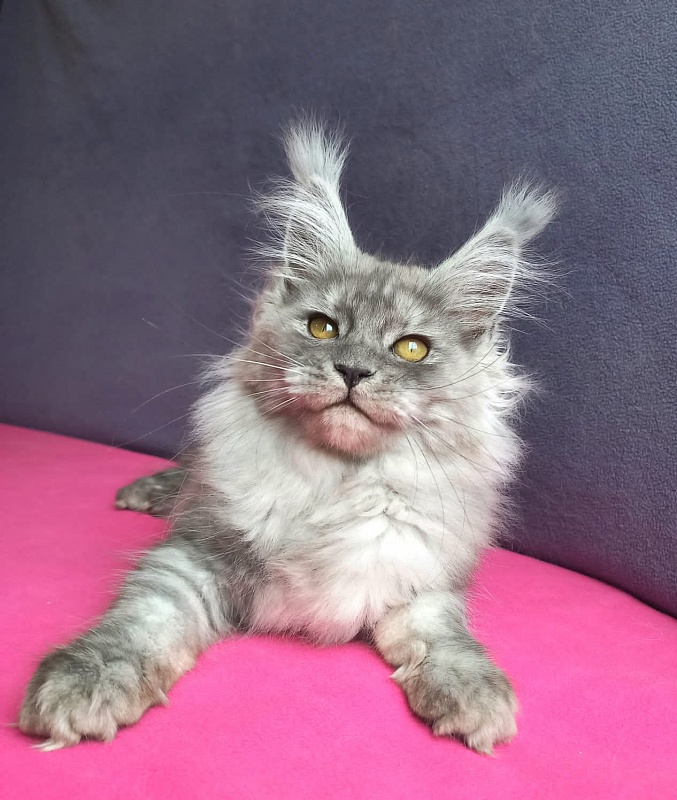 Wicca  Akbars - Kitten maine-coon 3 months