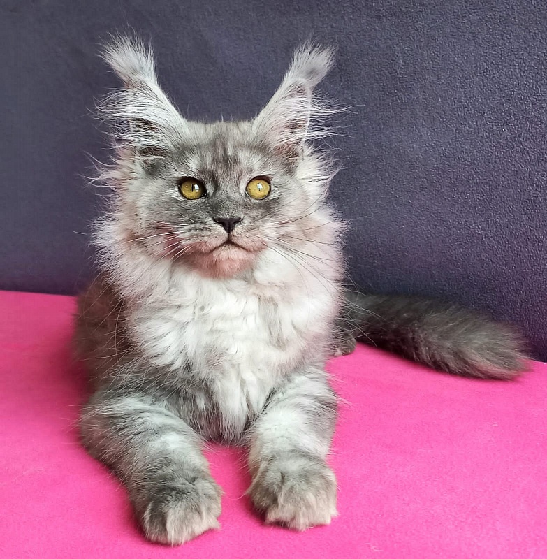 Wicca  Akbars - Kitten maine-coon 3 months