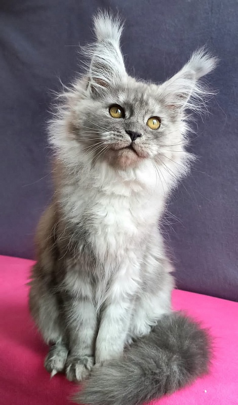 Wicca  Akbars - Kitten maine-coon 3 months