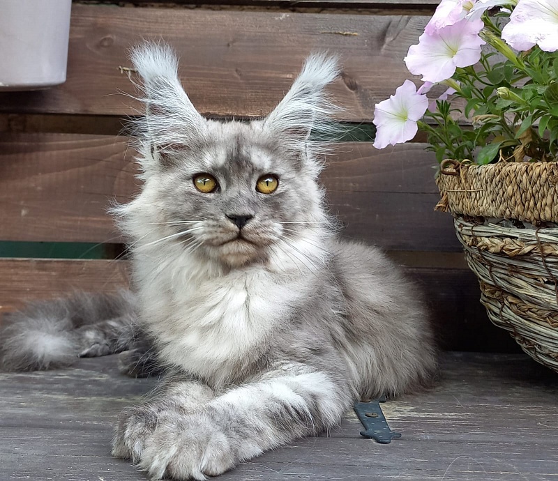 Wicca  Akbars - Kitten maine-coon 3 months 3.5 weeks