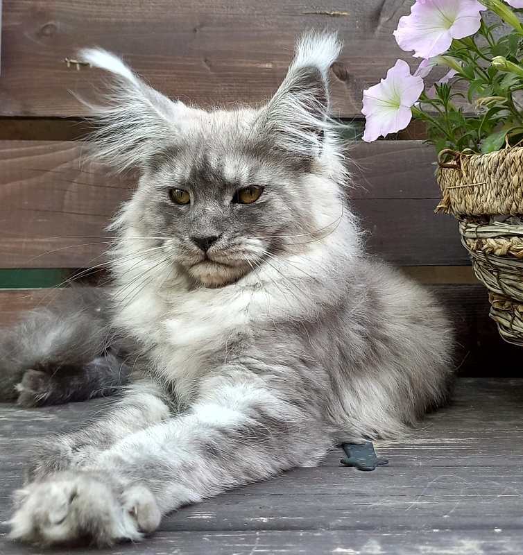 Wicca  Akbars - Kitten maine-coon 3 months 3.5 weeks