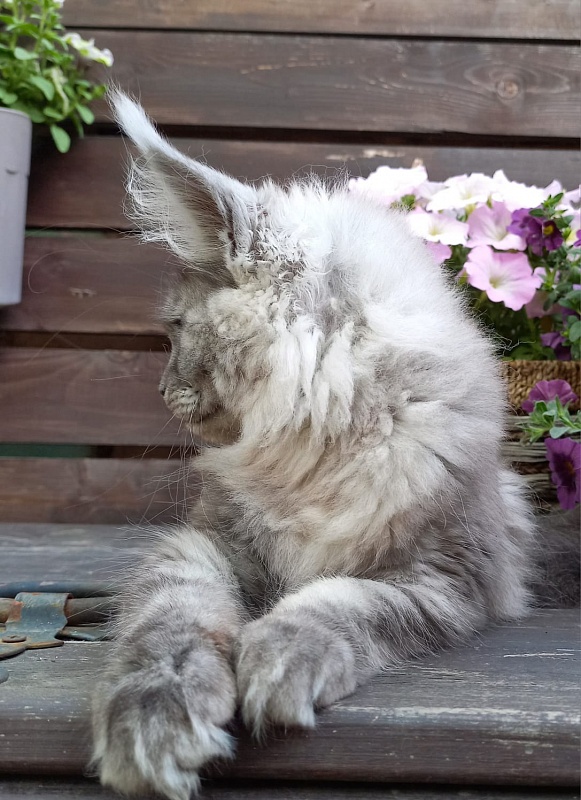 Wicca  Akbars - Kitten maine-coon 3 months 3.5 weeks