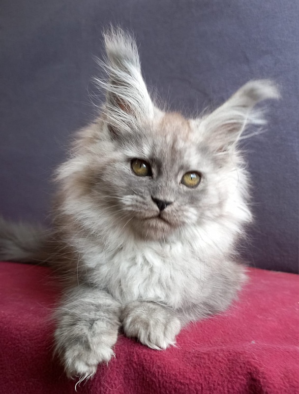 Wicca  Akbars - Kitten maine-coon 1 month 2 weeks