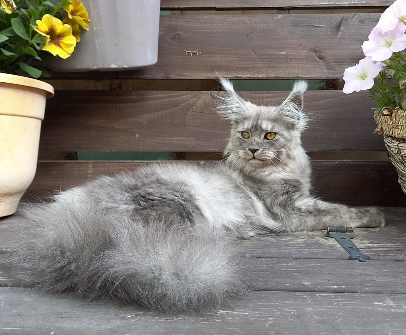 Wicca  Akbars - Kitten maine-coon 3 months 3.5 weeks