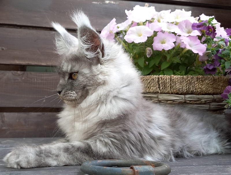 Wicca  Akbars - Kitten maine-coon 3 months 3.5 weeks