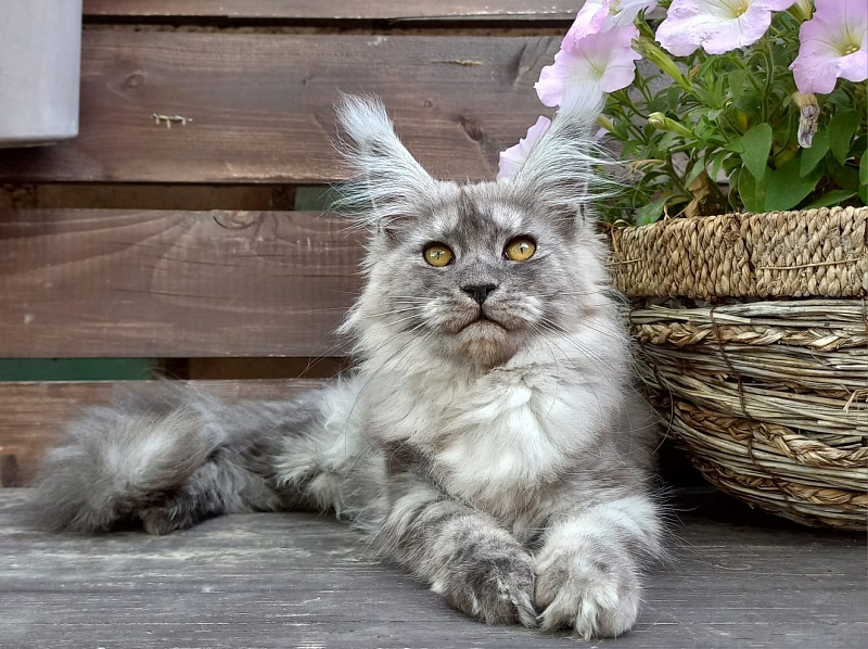 Wicca  Akbars - Kitten maine-coon 3 months 3.5 weeks