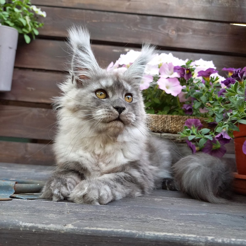 Wicca  Akbars - Kitten maine-coon 3 months 3.5 weeks