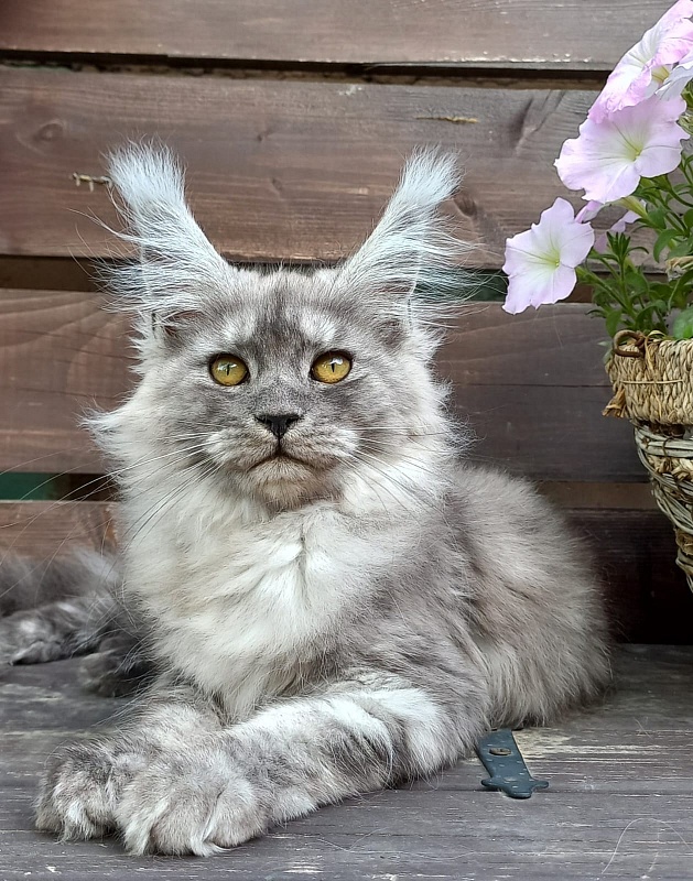 Wicca  Akbars - Kitten maine-coon 3 months 3.5 weeks