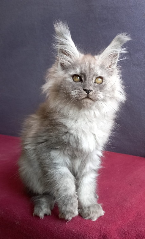 Wicca  Akbars - Kitten maine-coon 1 month 2 weeks