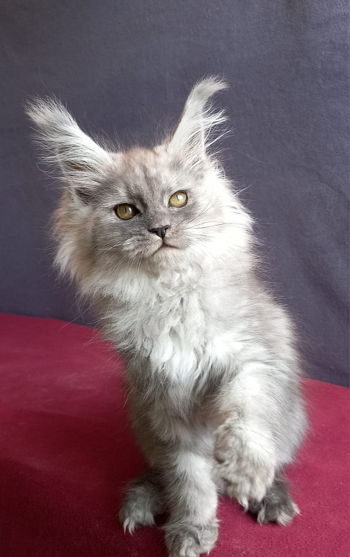 Wicca  Akbars - Kitten maine-coon 1 month 2 weeks