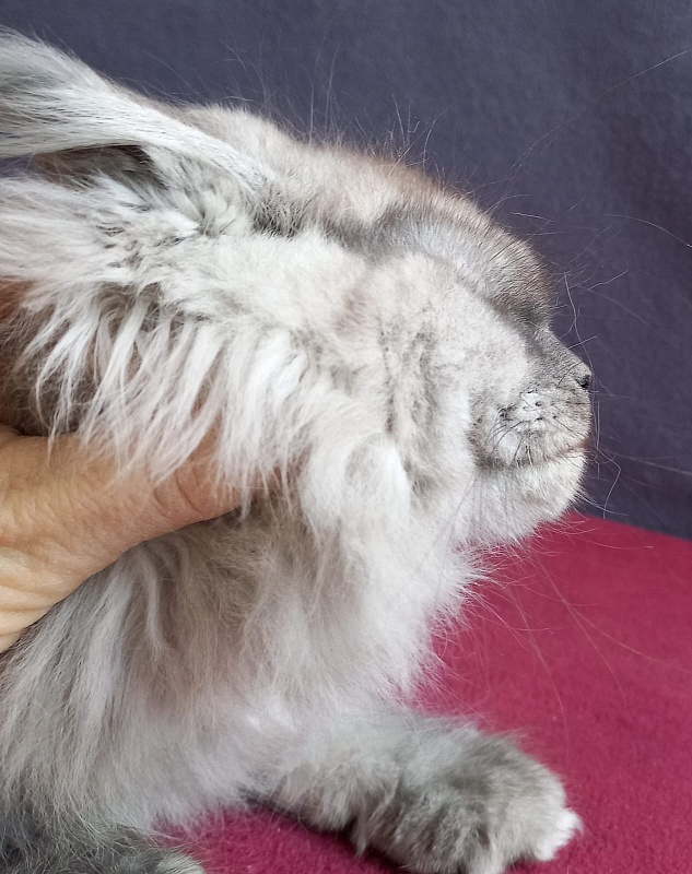 Wicca  Akbars - Kitten maine-coon 1 month 2 weeks