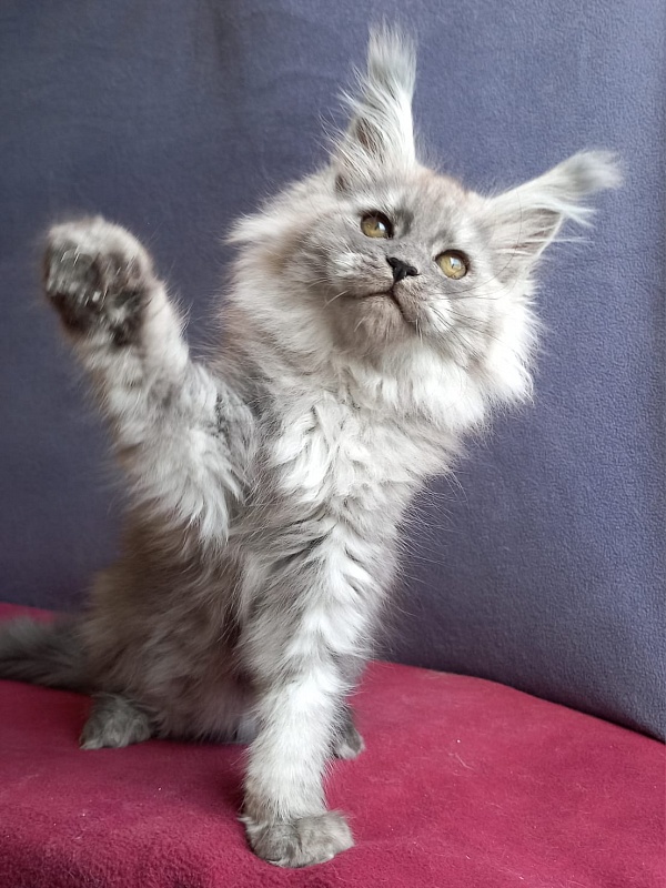 Wicca  Akbars - Kitten maine-coon 1 month 2 weeks