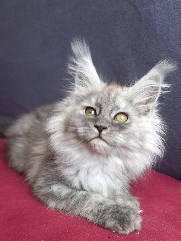 Wicca  Akbars - Kitten maine-coon 1 month 2 weeks
