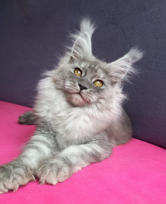 Wicca  Akbars - Kitten maine-coon 3 months