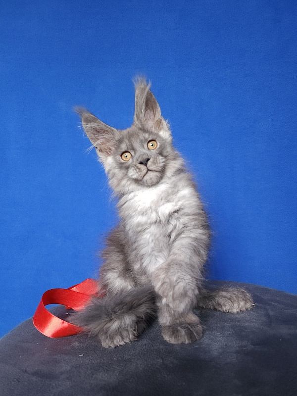 Haval  Akbars  (polydactyl 66/66) - Kitten maine-coon 2 months 0.5 weeks