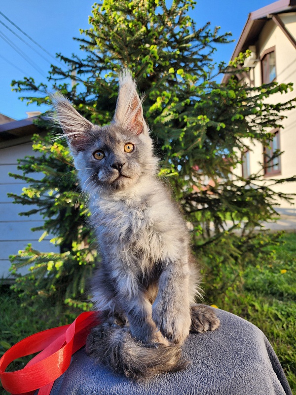Haval  Akbars  (polydactyl 66/66) - Kitten maine-coon 2 months 1.5 week