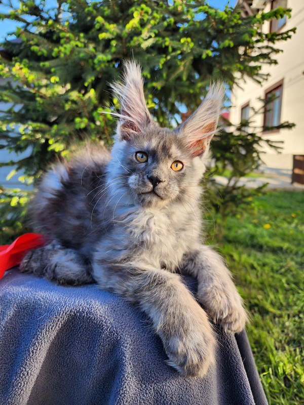 Haval  Akbars  (polydactyl 66/66) - Kitten maine-coon 2 months 1.5 week
