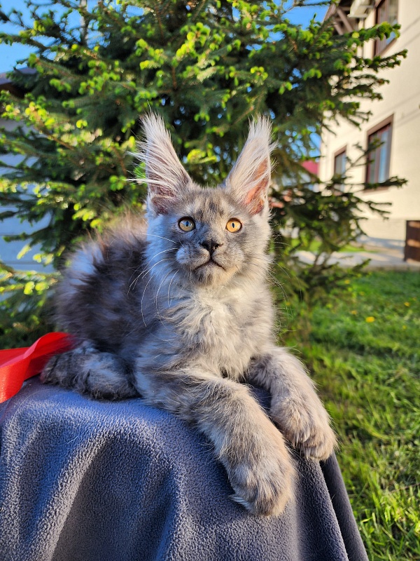 Haval  Akbars  (polydactyl 66/66) - Kitten maine-coon 2 months 1.5 week