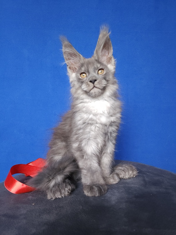 Haval  Akbars  (polydactyl 66/66) - Kitten maine-coon 2 months 0.5 weeks