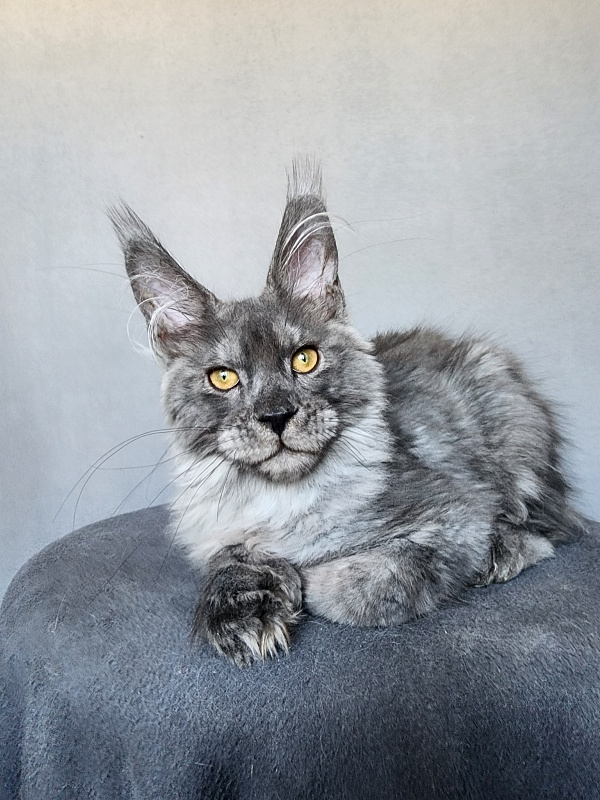 Haval  Akbars  (polydactyl 66/66) - Kitten maine-coon 4 months 1 week
