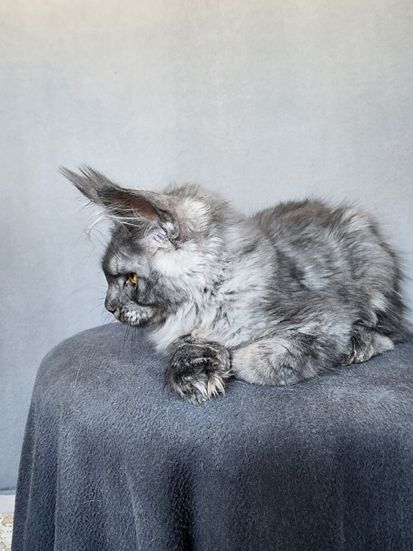 Haval  Akbars  (polydactyl 66/66) - Kitten maine-coon 4 months 1 week