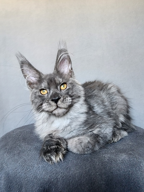 Haval  Akbars  (polydactyl 66/66) - Kitten maine-coon 4 months 1 week