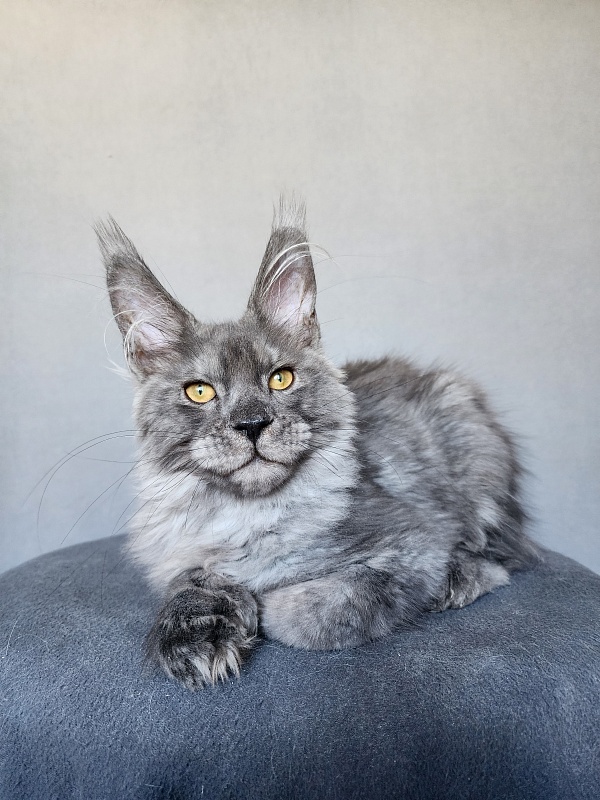 Haval  Akbars  (polydactyl 66/66) - Kitten maine-coon 4 months 1 week