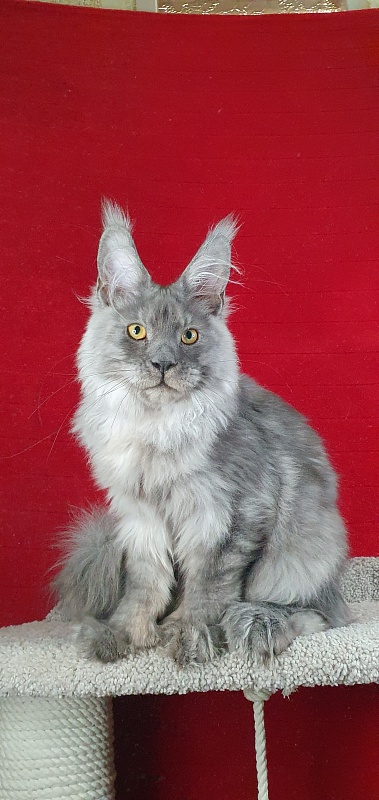 Haval  Akbars  (polydactyl 66/66) - Kitten maine-coon 4 months 4 weeks