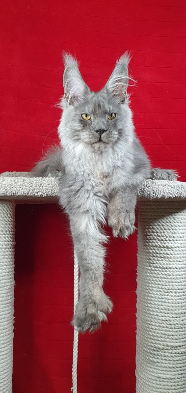 Haval  Akbars  (polydactyl 66/66) - Kitten maine-coon 4 months 4 weeks