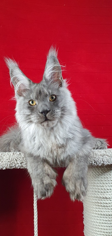 Haval  Akbars  (polydactyl 66/66) - Kitten maine-coon 4 months 4 weeks