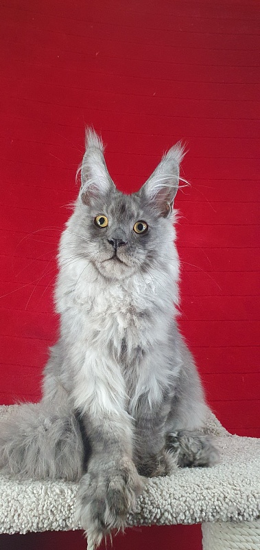 Haval  Akbars  (polydactyl 66/66) - Kitten maine-coon 4 months 4 weeks