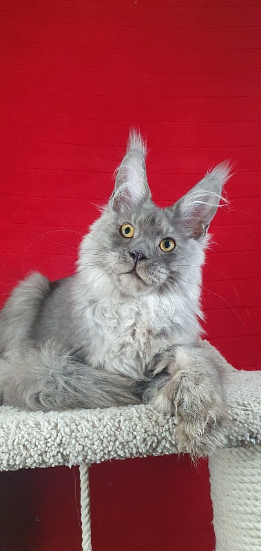 Haval  Akbars  (polydactyl 66/66) - Kitten maine-coon 4 months 4 weeks